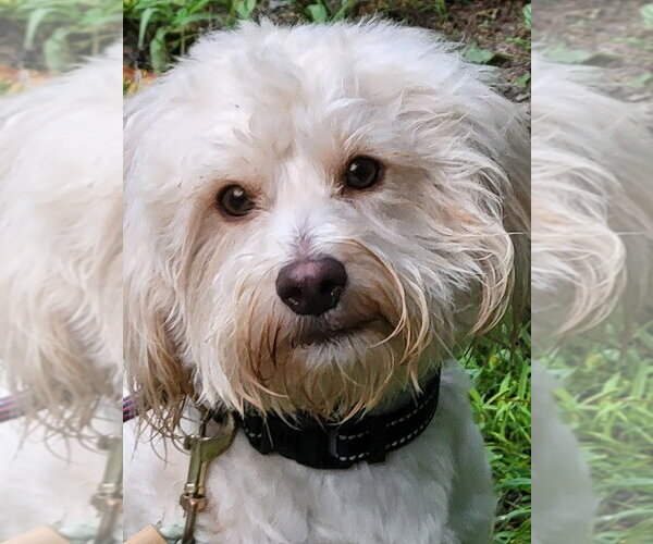 Medium Photo #4 Mutt Puppy For Sale in Ellijay, GA, USA