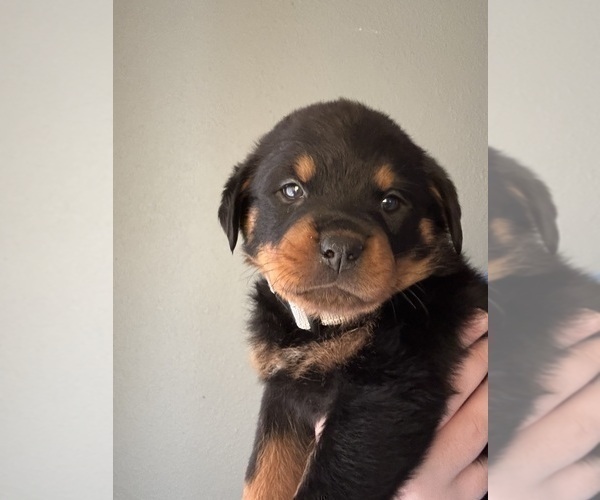 Medium Photo #6 Rottweiler Puppy For Sale in BELLEVILLE, IL, USA