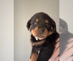 Small #5 Rottweiler