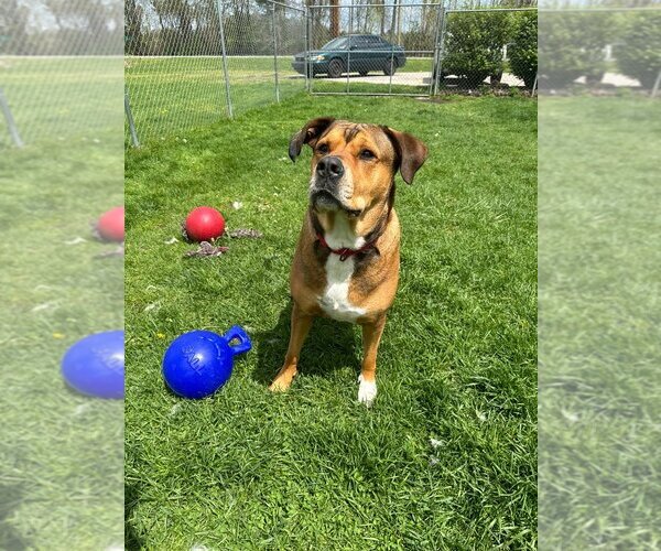 Medium Photo #23 Rottweiler-Unknown Mix Puppy For Sale in Muskegon, MI, USA