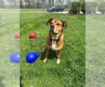 Small #22 Rottweiler Mix