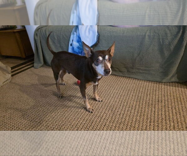 Medium Photo #4 Chipin Puppy For Sale in oakland, FL, USA