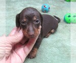 Small #3 Dachshund