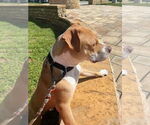 Small #3 American Staffordshire Terrier Mix