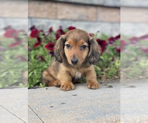 Dachshund Puppy for sale in CANOGA, NY, USA