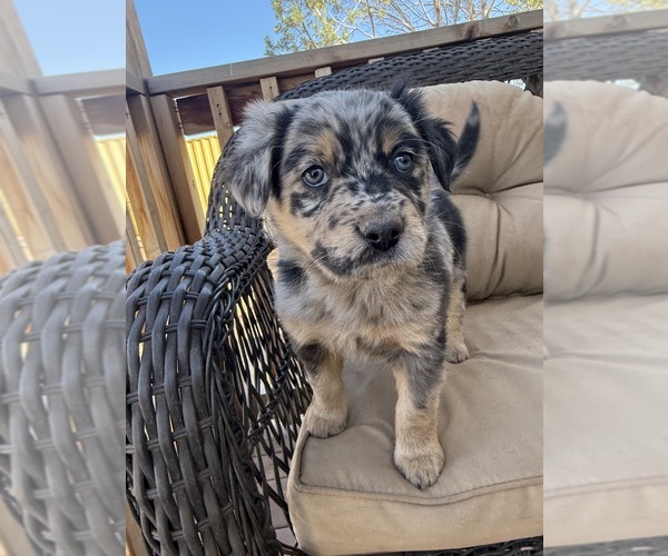 Medium Photo #13 Australian Shepherd Puppy For Sale in WILLIAMS, AZ, USA
