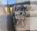 Small #3 Australian Shepherd