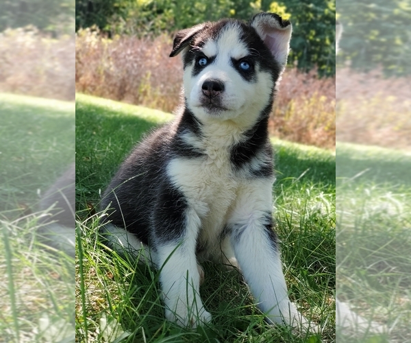 Medium Photo #1 Siberian Husky Puppy For Sale in WARREN, MA, USA