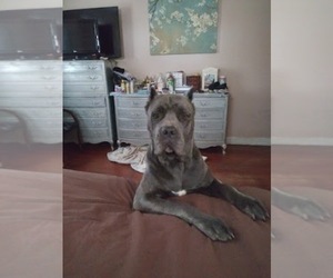 Mother of the Cane Corso puppies born on 07/25/2022