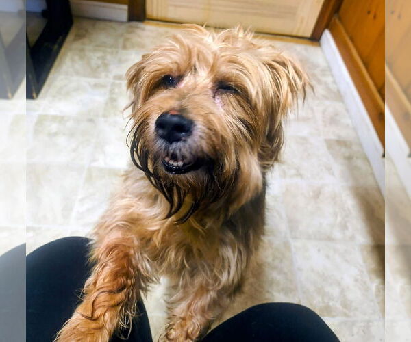 Medium Photo #3 Mutt Puppy For Sale in Raleigh, NC, USA