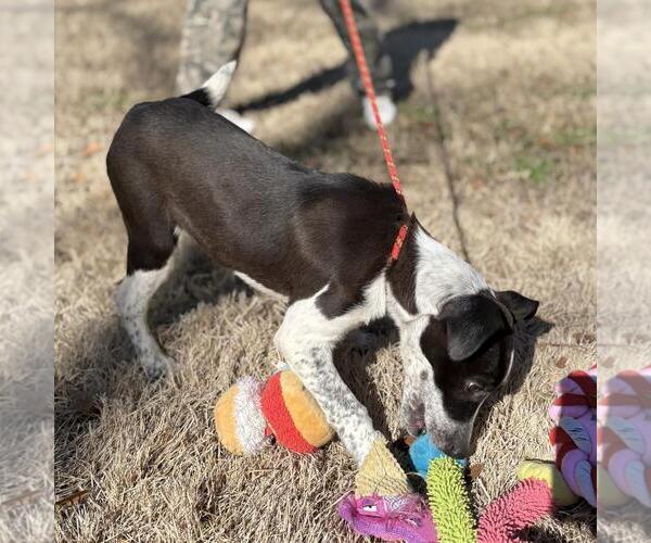 Medium Photo #4 Labrador Retriever-Unknown Mix Puppy For Sale in Yardley, PA, USA