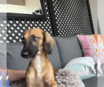 Small Photo #6 Dachshund-Unknown Mix Puppy For Sale in Weston, FL, USA