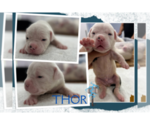 Image preview for Ad Listing. Nickname: Thor