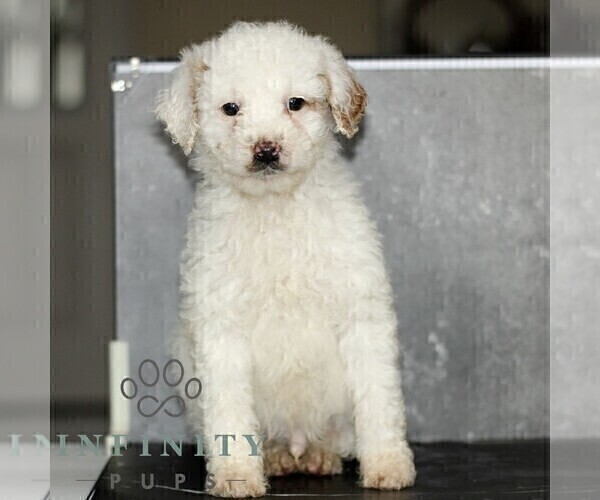 Medium Photo #1 Poodle (Miniature) Puppy For Sale in LEOLA, PA, USA