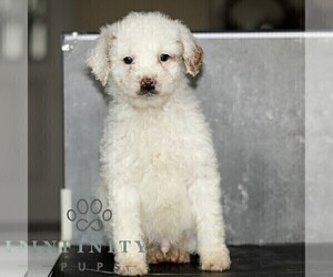 Poodle (Miniature) Puppy for sale in LEOLA, PA, USA