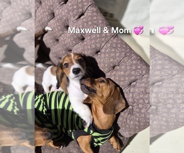 Medium Photo #9 Dachshund Puppy For Sale in SAINT CLOUD, FL, USA