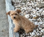 Small #12 Yo-Chon