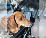 Small #14 Dachshund