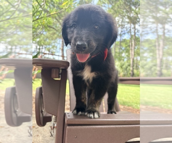 Medium Photo #5 Gollie Puppy For Sale in SANTA ROSA BEACH, FL, USA