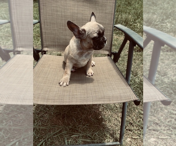 Medium Photo #17 French Bulldog Puppy For Sale in PALMETTO, GA, USA