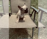 Small Photo #17 French Bulldog Puppy For Sale in PALMETTO, GA, USA