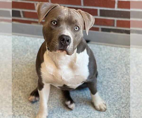 Medium Photo #1  Puppy For Sale in , 