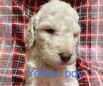 Small Photo #22 Doodle-Goldendoodle Mix Puppy For Sale in FAISON, NC, USA