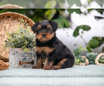 Puppy Hiccup Shorkie Tzu