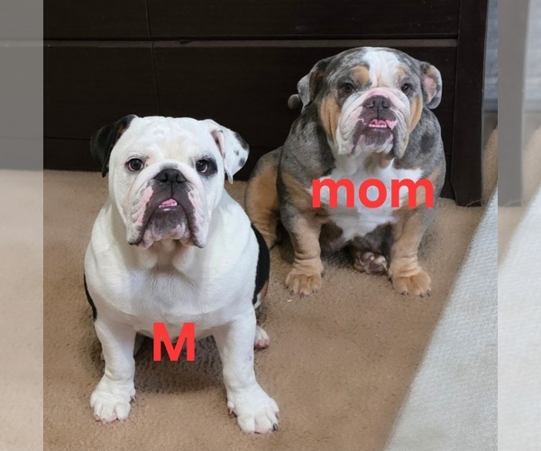 Medium Photo #4 English Bulldog Puppy For Sale in FRESNO, CA, USA