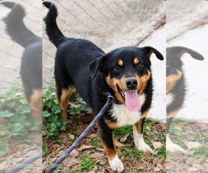 Border Collie-Unknown Mix Dogs for adoption in Brewster, NY, USA