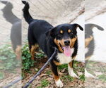 Small Border Collie Mix