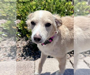 Nelson - Male Mutt Dog for Adoption - Photo #11