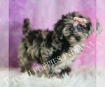 Small #3 Yorkipoo