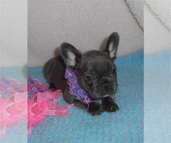 Medium Photo #1 French Bulldog Puppy For Sale in Montreal, Quebec, Canada