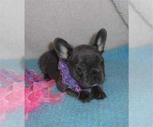 French Bulldog Puppy for sale in Montreal, Quebec, Canada