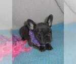 Small Photo #1 French Bulldog Puppy For Sale in Montreal, Quebec, Canada