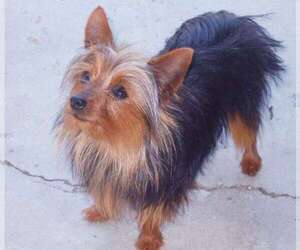 Father of the Yorkshire Terrier puppies born on 05/26/2025