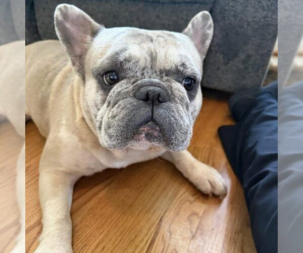Medium Photo #1 French Bulldog Puppy For Sale in Spring Lake, NC, USA