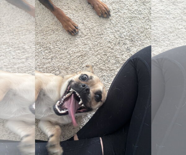 Medium Photo #5 Pug-Unknown Mix Puppy For Sale in Sandy, UT, USA