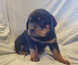 Rottweiler Puppy for Sale in WITHEE, Wisconsin USA