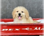 Small #3 Goldendoodle