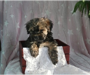 YorkiePoo Puppy for sale in MILLERSBURG, OH, USA