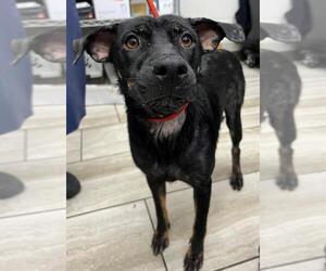 Mutt Dogs for adoption in Mobile, AL, USA