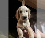 Small Photo #10 Golden Retriever Puppy For Sale in DAVENPORT, FL, USA