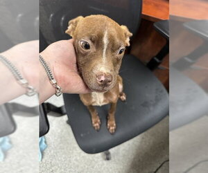 Chihuahua Dogs for adoption in Pasadena, TX, USA