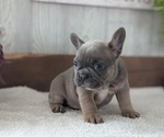 Small #4 French Bulldog