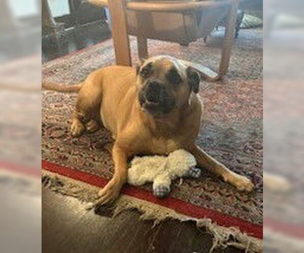 Medium Photo #3 Boxer Puppy For Sale in Austin, TX, USA