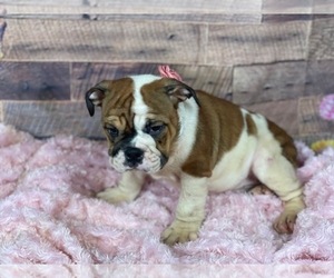 Bulldog Puppy for sale in POWHATAN, VA, USA