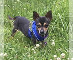 Small #3 Chihuahua