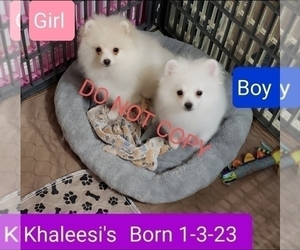 Pomeranian Puppy for sale in DOWNERS GROVE, IL, USA